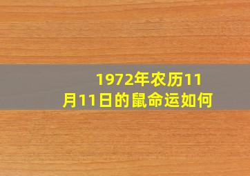 1972年农历11月11日的鼠命运如何