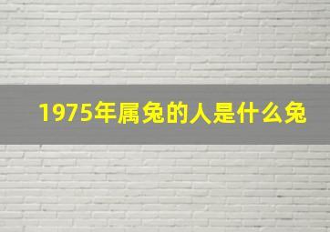 1975年属兔的人是什么兔