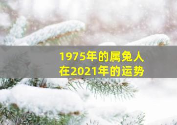 1975年的属兔人在2021年的运势