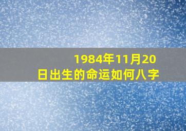 1984年11月20日出生的命运如何八字