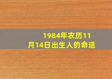 1984年农历11月14日出生人的命运