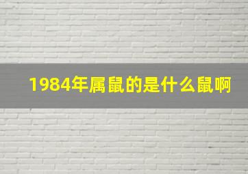 1984年属鼠的是什么鼠啊