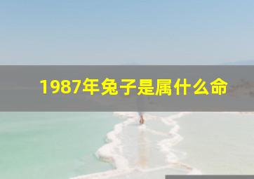 1987年兔子是属什么命