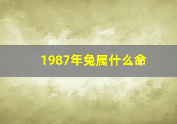 1987年兔属什么命