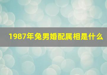 1987年兔男婚配属相是什么