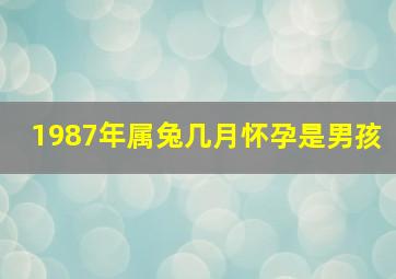 1987年属兔几月怀孕是男孩