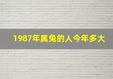 1987年属兔的人今年多大