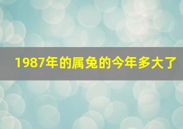 1987年的属兔的今年多大了