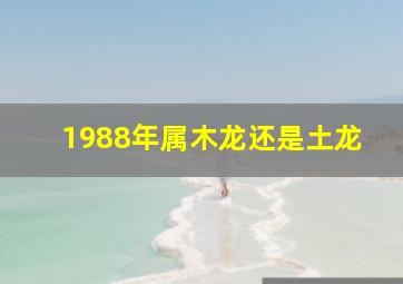 1988年属木龙还是土龙