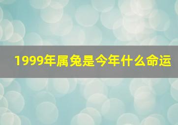 1999年属兔是今年什么命运