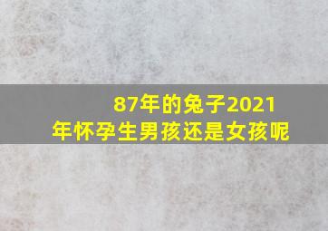 87年的兔子2021年怀孕生男孩还是女孩呢