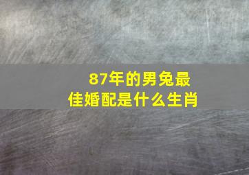 87年的男兔最佳婚配是什么生肖