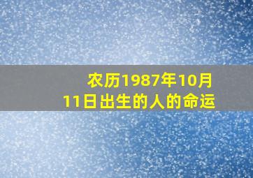 农历1987年10月11日出生的人的命运