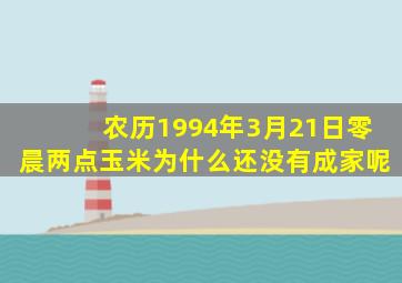 农历1994年3月21日零晨两点玉米为什么还没有成家呢