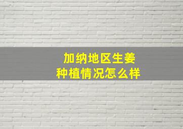 加纳地区生姜种植情况怎么样