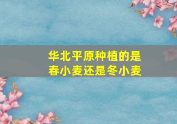 华北平原种植的是春小麦还是冬小麦