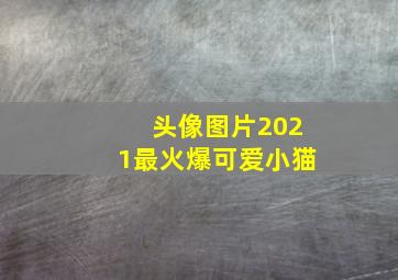 头像图片2021最火爆可爱小猫