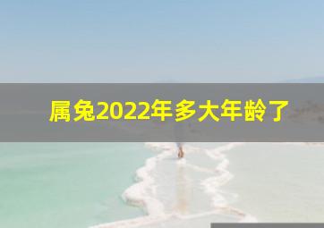 属兔2022年多大年龄了