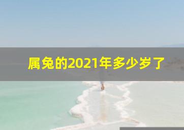 属兔的2021年多少岁了