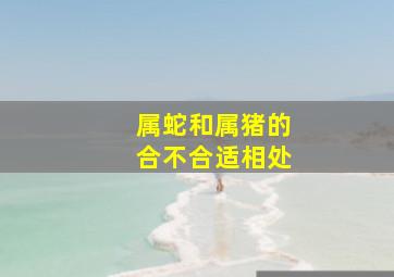 属蛇和属猪的合不合适相处