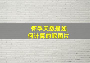 怀孕天数是如何计算的呢图片