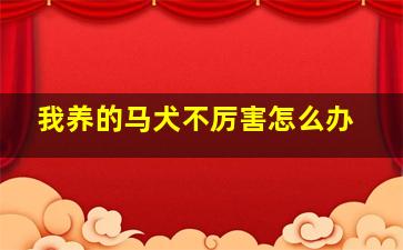 我养的马犬不厉害怎么办