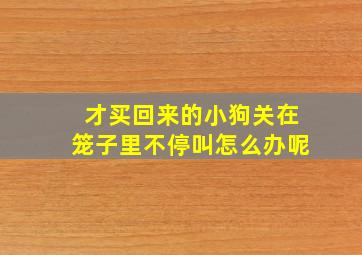 才买回来的小狗关在笼子里不停叫怎么办呢