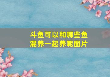 斗鱼可以和哪些鱼混养一起养呢图片