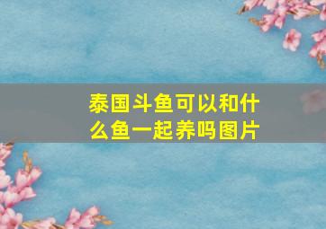 泰国斗鱼可以和什么鱼一起养吗图片