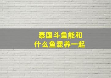 泰国斗鱼能和什么鱼混养一起