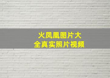 火凤凰图片大全真实照片视频