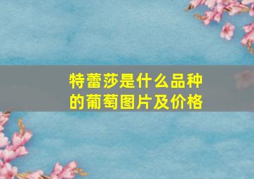 特蕾莎是什么品种的葡萄图片及价格