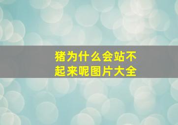 猪为什么会站不起来呢图片大全