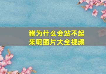 猪为什么会站不起来呢图片大全视频