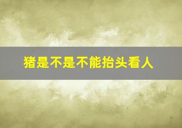 猪是不是不能抬头看人