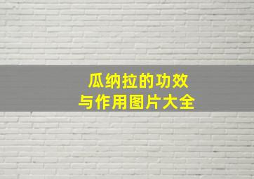 瓜纳拉的功效与作用图片大全