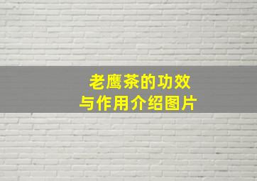 老鹰茶的功效与作用介绍图片