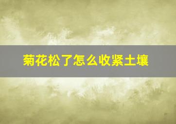 菊花松了怎么收紧土壤