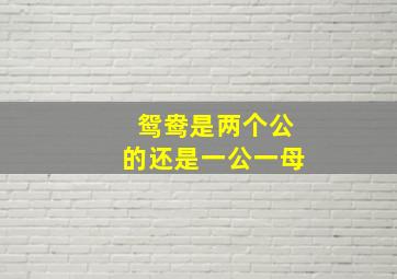 鸳鸯是两个公的还是一公一母