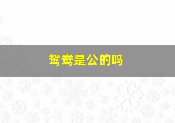 鸳鸯是公的吗